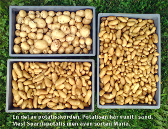 PotatisLådor